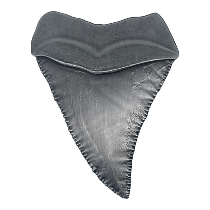 Jaws 50th Anniversary Shark Tooth Medallion-Limited Edition
